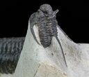Spiny Cyphaspis & Austerops Trilobite Association #69749-7